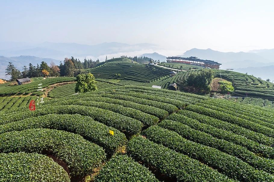 在刘三姐的故乡，云海之上的绝美茶园，偶遇美丽侗族采茶妹！