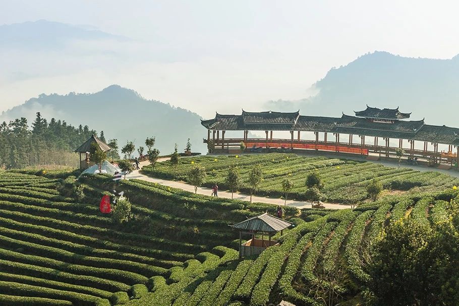 在刘三姐的故乡，云海之上的绝美茶园，偶遇美丽侗族采茶妹！