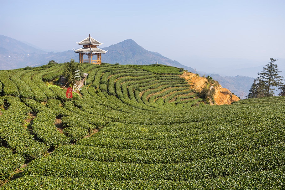 在刘三姐的故乡，云海之上的绝美茶园，偶遇美丽侗族采茶妹！