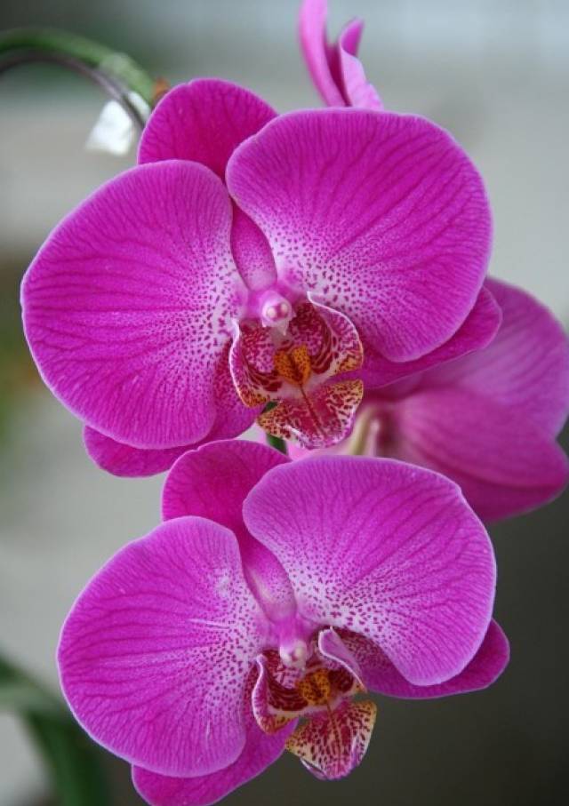 最美兰花,邀君共赏