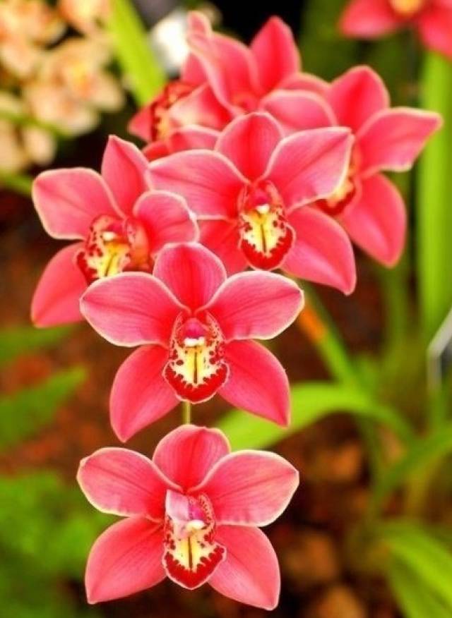 最美兰花,邀君共赏