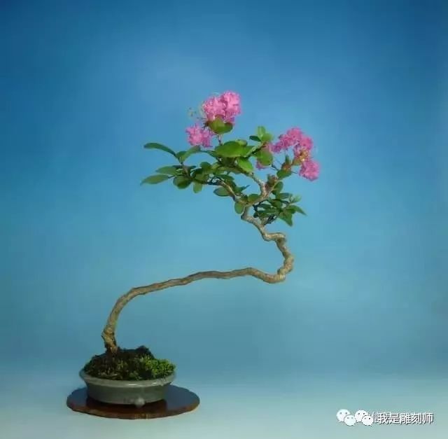 制作一盆属于自己的紫薇盆景