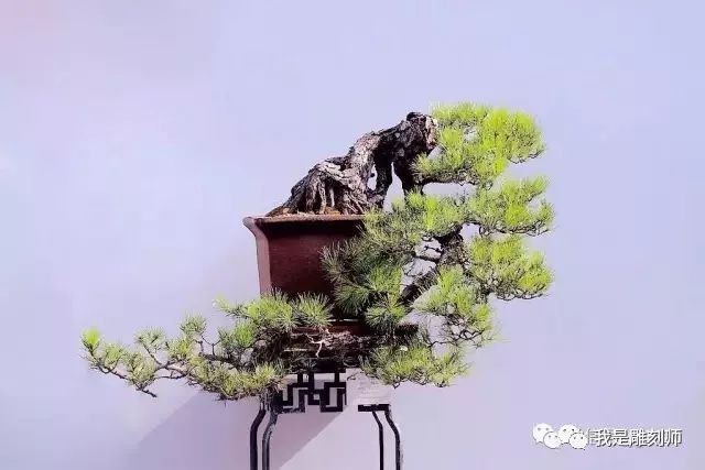 盆景"捞月",韵味十足