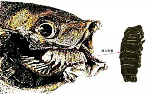 现实中真的存在“毒液”这种共生体吗？
