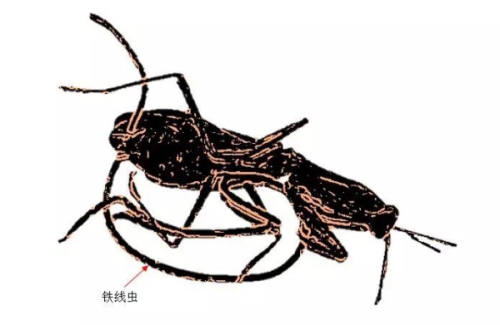 现实中真的存在“毒液”这种共生体吗？