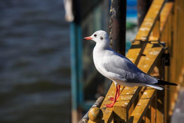 middle_5760x3840-220003_v2_14161422108003191_e4aa2f66ce2fd4804cd6a2613dc6bebe