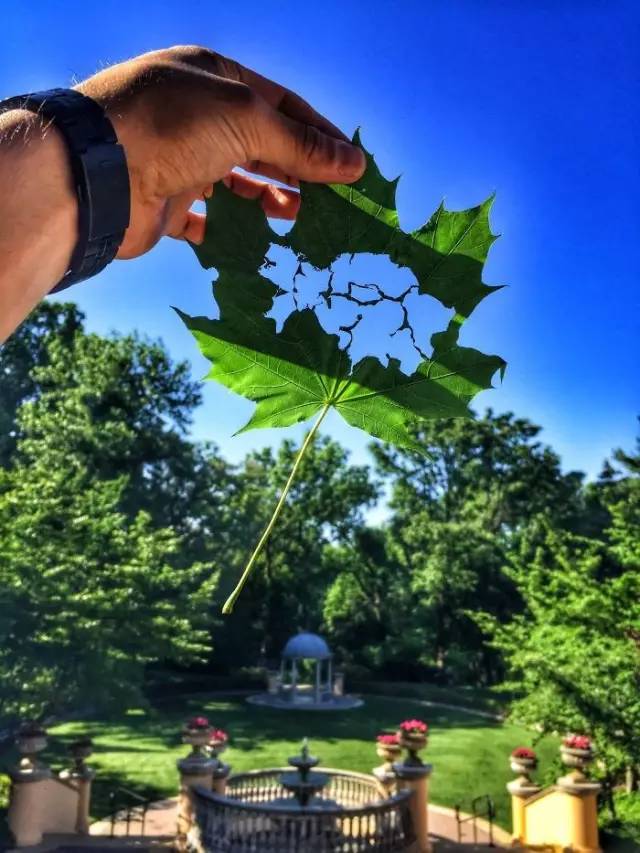 树叶雕刻，真的太美啦