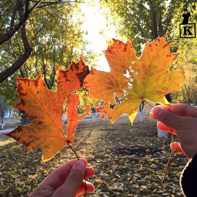 树叶雕刻，真的太美啦