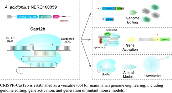 中科院动物所开发新型基因组编辑工具CRISPR/Cas12b