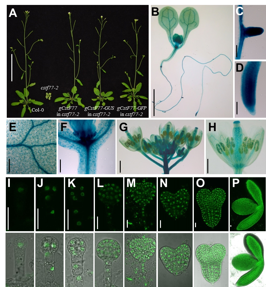 科学家揭示mRNA多聚腺苷酸化在生长素和植物发育中的作用机理