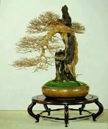 附石盆景将树木附植石间,根系伸人石缝而生,枝干盘曲伸人石洞或石上