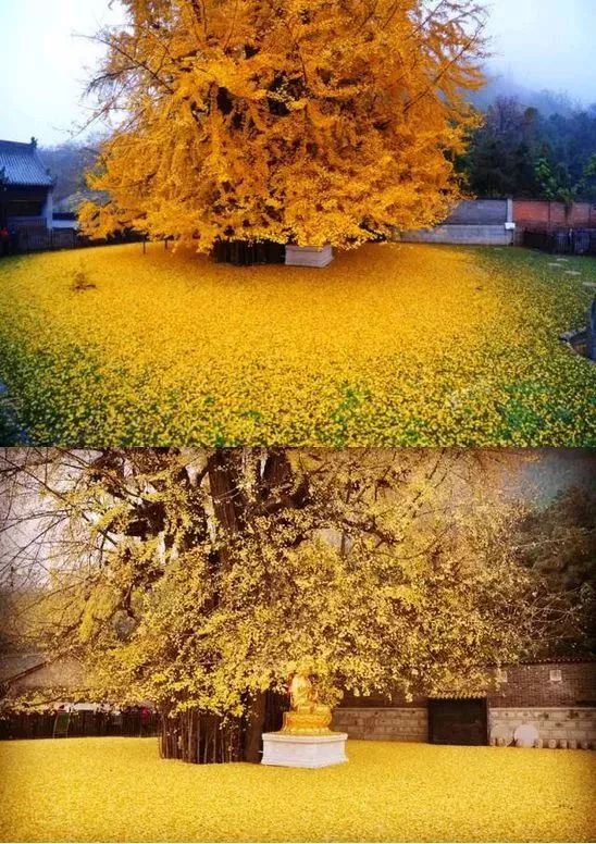 这棵银杏树至今已经有1500多年,而且还是唐太宗李世民栽种而成!