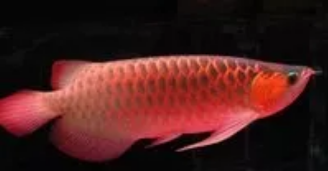 10种抗癌海鲜，癌症的“死对头”