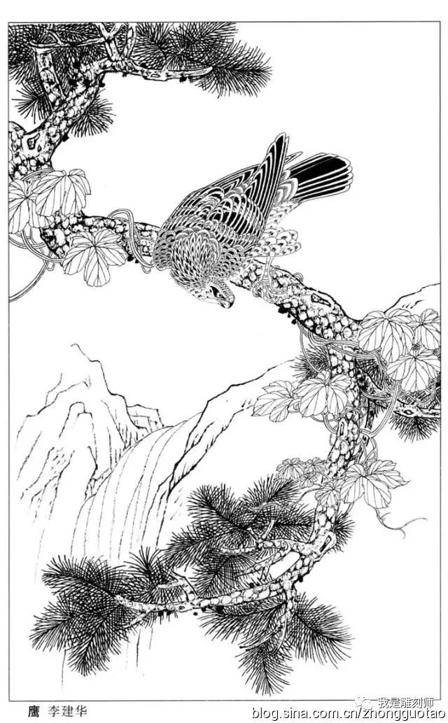 我是雕刻师工笔画-白描图谱之鹰