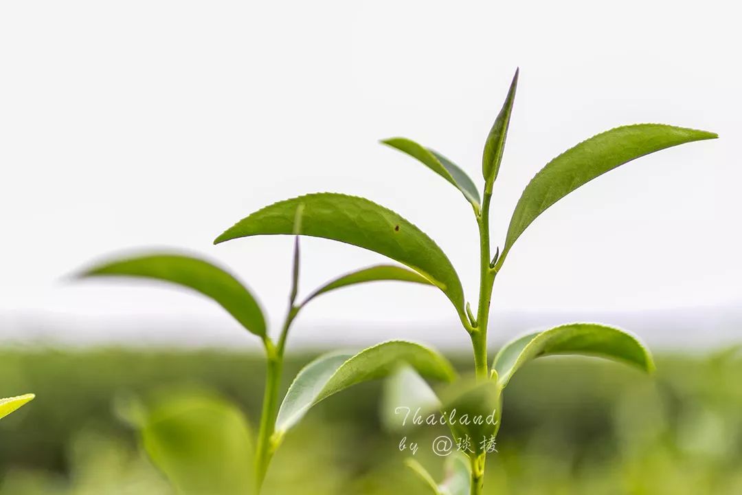 清莱的网红打卡圣地，泰国前总理都多次来参观，竟然是中国人一手打造的