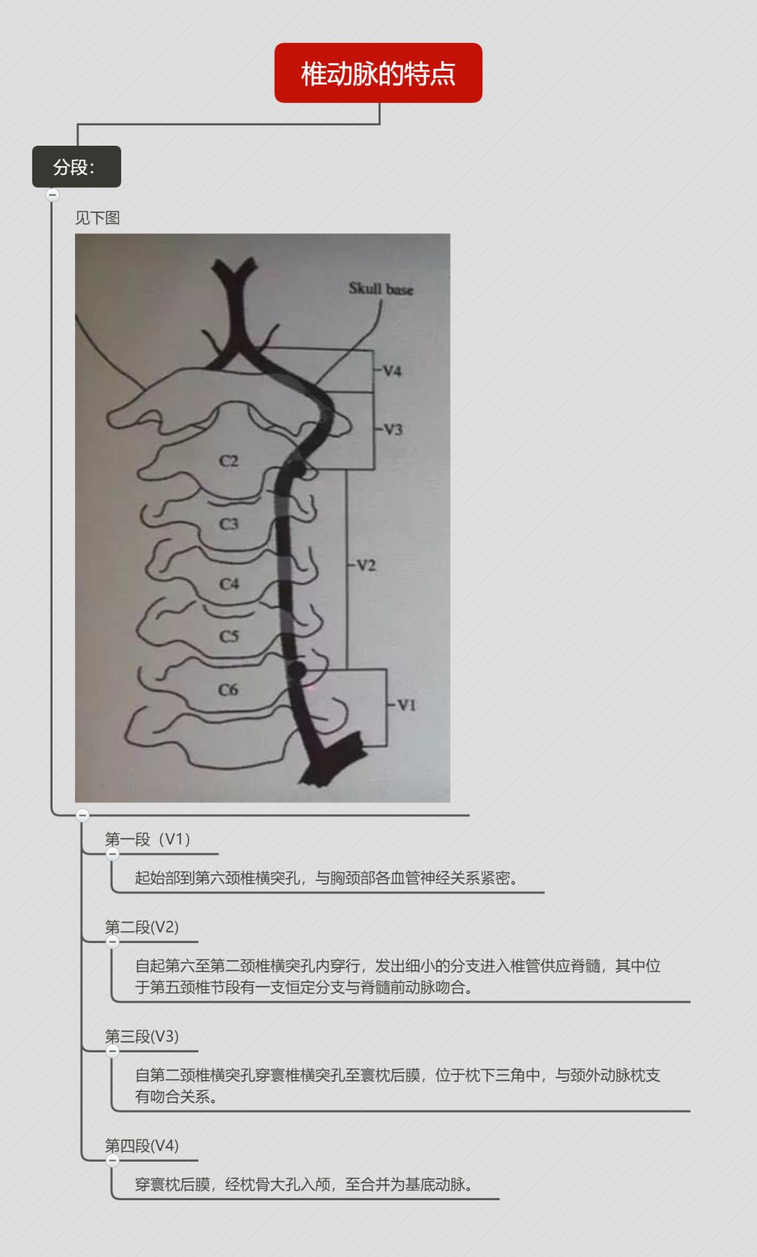 供血区域,分段,颅内三处狭窄椎动脉的特点:2椎-基底动脉系统的构成1