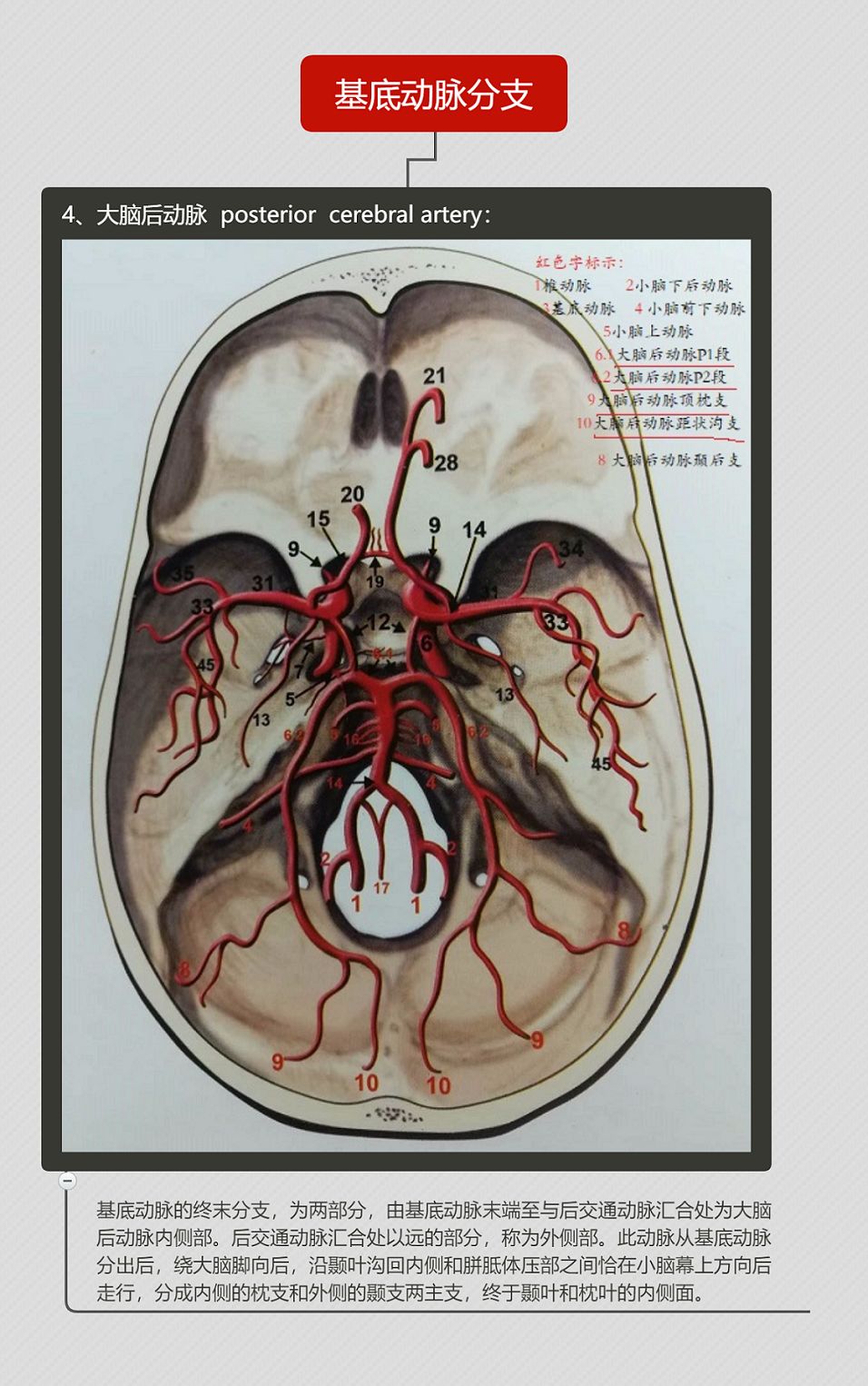 脑血管解剖思维导图第二弹来了