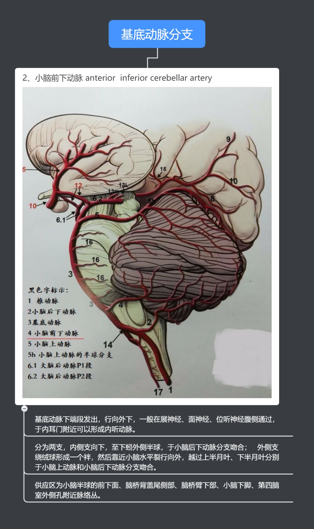 以上图片节选自《脑血管解剖及病理三维血管造影图谱》及《奈特人体