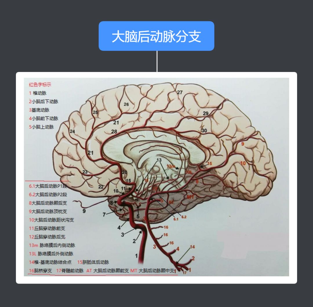 以上图片节选自《脑血管解剖及病理三维血管造影图谱》及《奈特人体