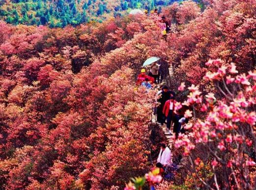 山花红烂漫