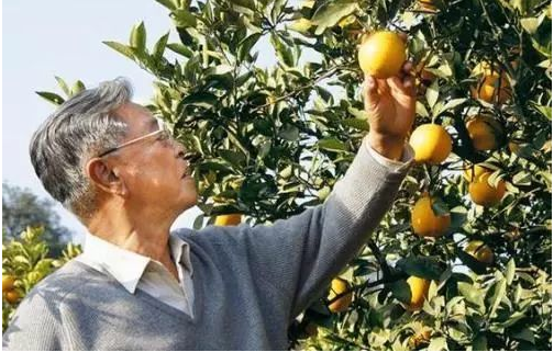 从"烟王"到"橙王":褚时健走了,享年91岁,褚老再见