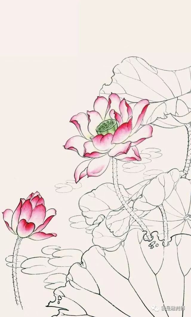工笔画教程荷花白描线稿和上色详细步骤图解简单易学收藏
