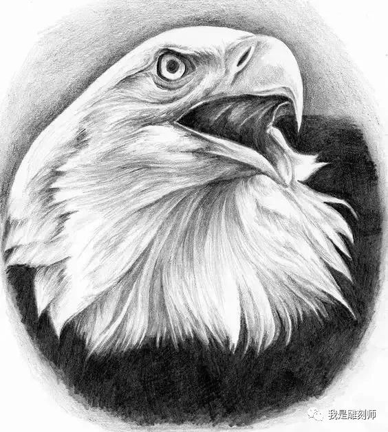 我是雕刻师,用素描的手法来画鹰,太帅了