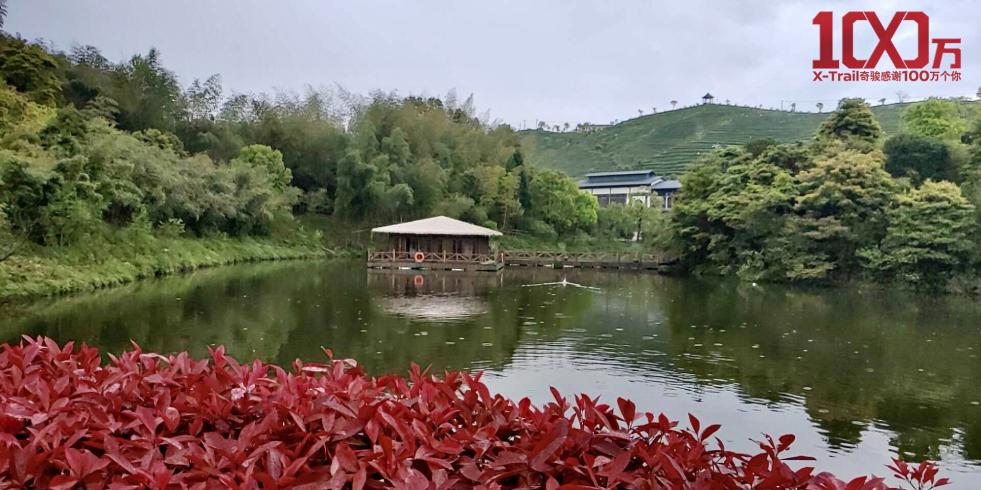 “百万奇骏，一路有你“ 太姥山福鼎白茶品茗之旅完美收官
