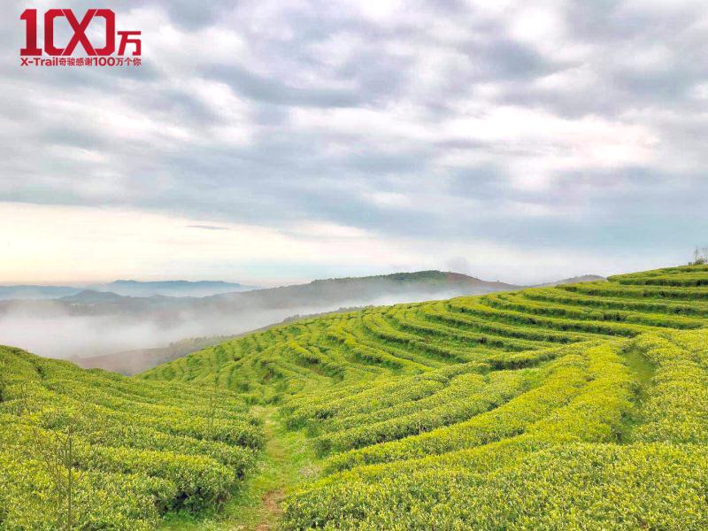 “百万奇骏，一路有你“ 太姥山福鼎白茶品茗之旅完美收官