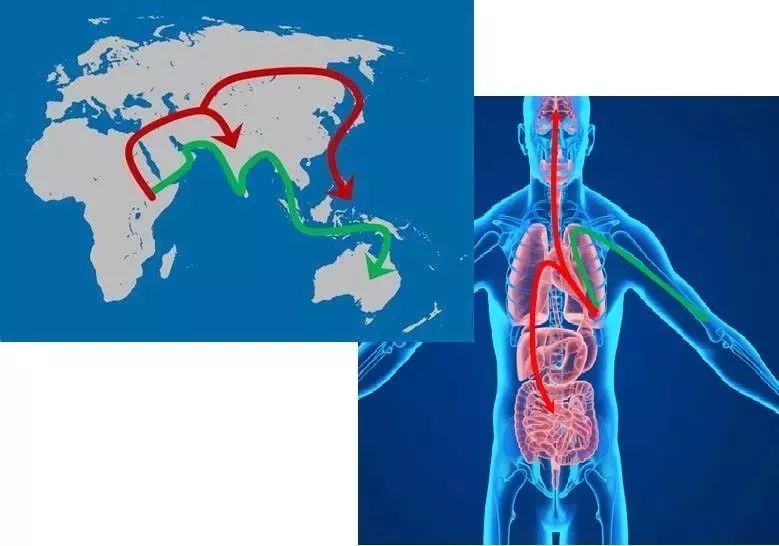 人没了，癌细胞却还能继续繁殖？