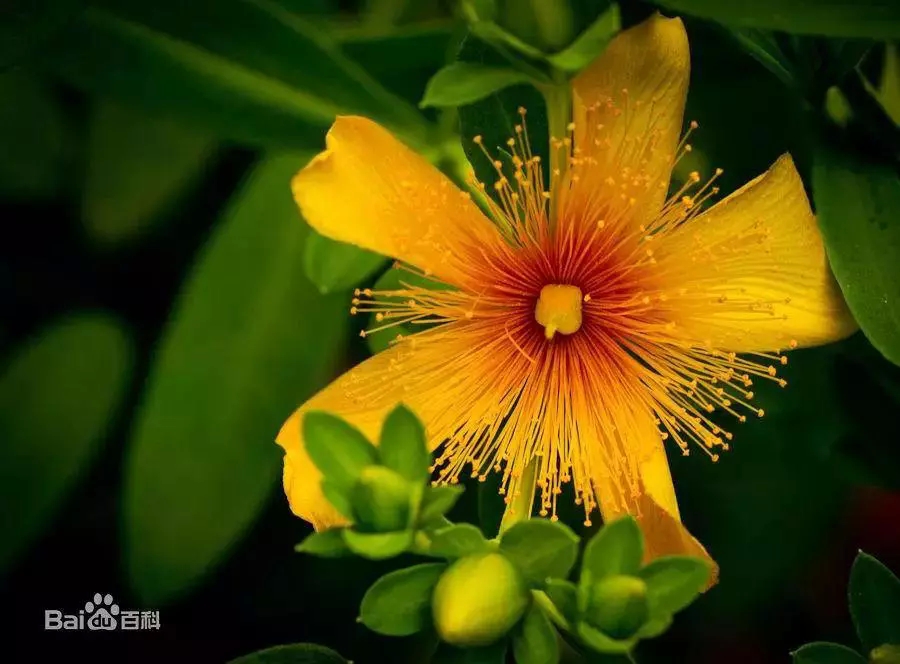 服用靶向药期间，除了西柚还有一种东西千万不能吃！