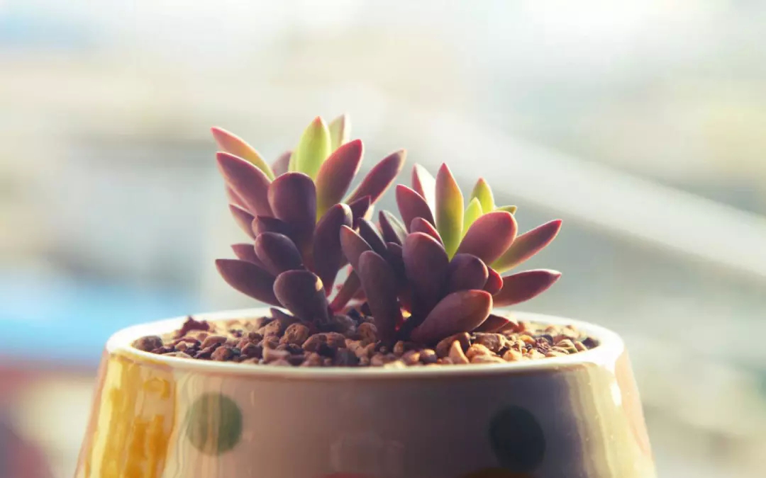 要实现癌症康复，这三个阶段少不了！