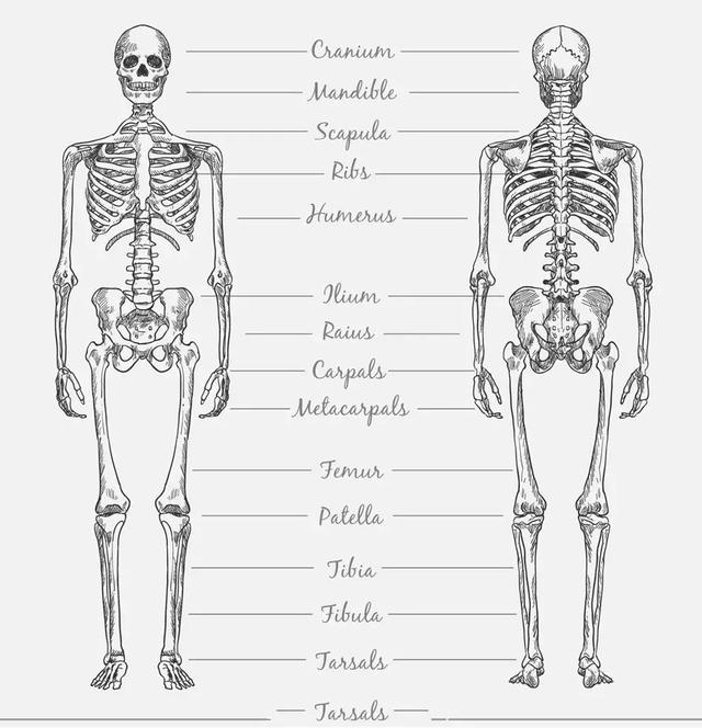 67包括骨,关节,骨骼组成.
