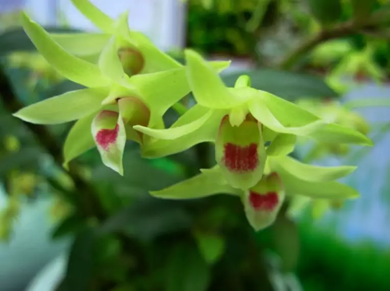 铁皮石斛降火抗癌，这两大体质的人群得多吃！它还有什么作用呢？