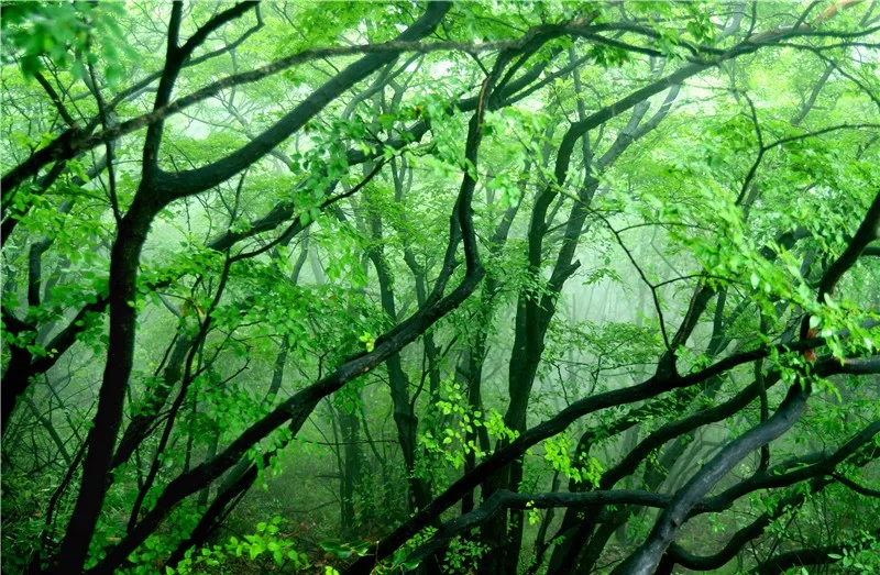 一年一度火爆开启！挑战最美登山赛道！