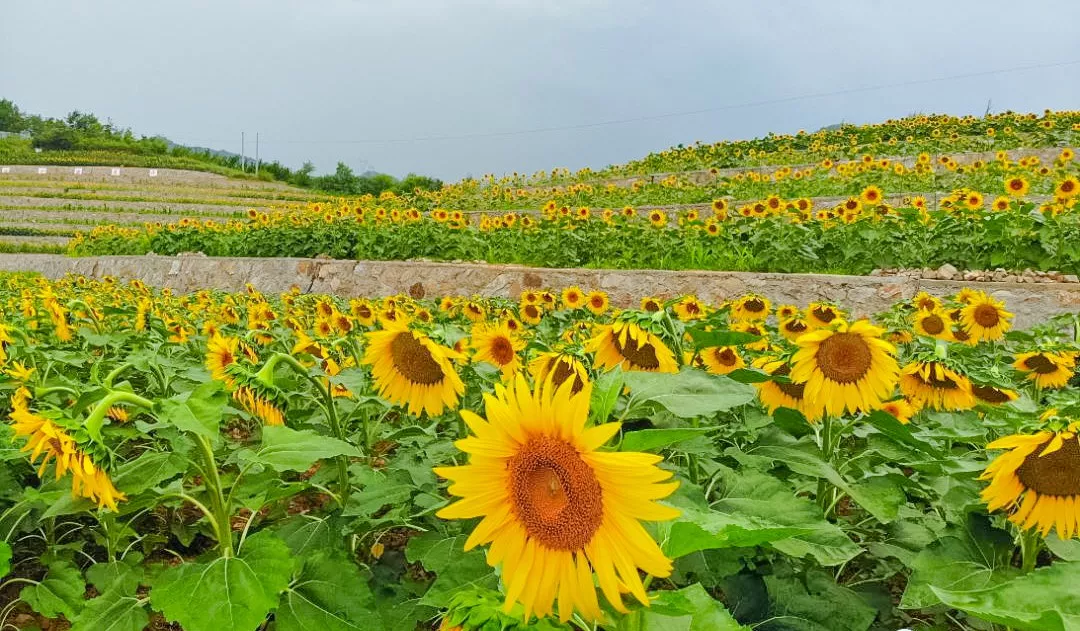 定了！2019年8月1日-20日栾川继续高速免费，避暑狂欢季不容错过！