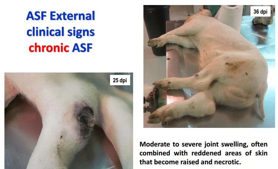 哈兽所仇华吉研究员—非洲猪瘟临床特征的高清图谱！（收藏学习）