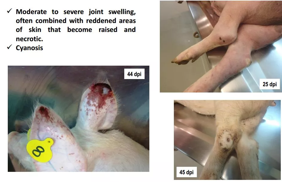 哈兽所仇华吉研究员—非洲猪瘟临床特征的高清图谱！（收藏学习）