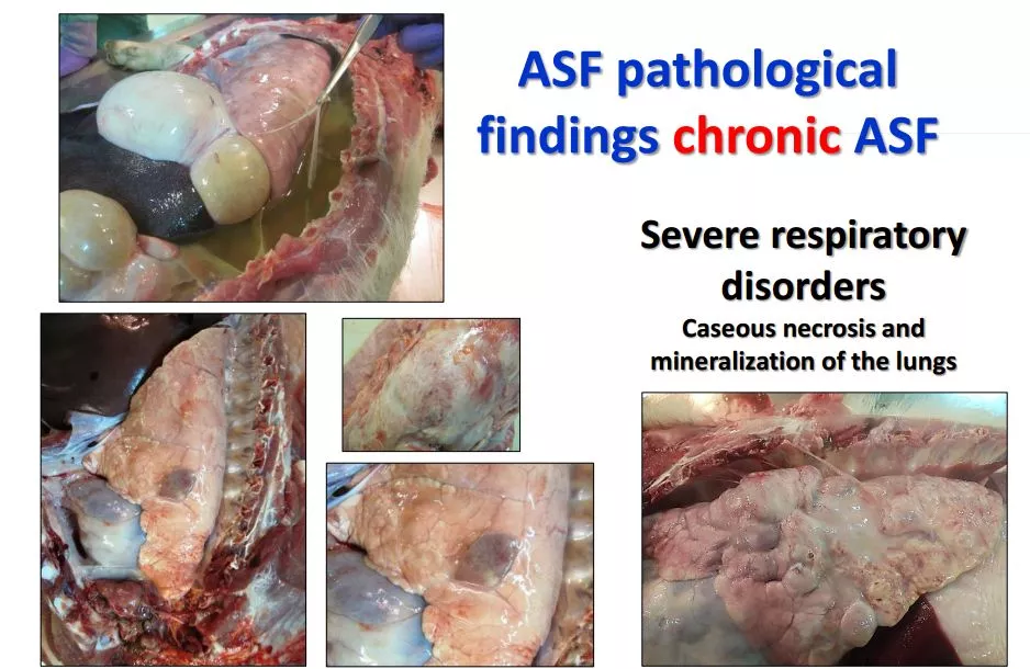 哈兽所仇华吉研究员—非洲猪瘟临床特征的高清图谱！（收藏学习）