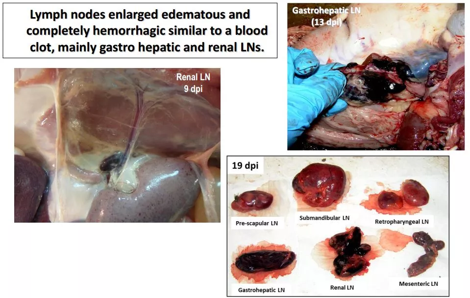 哈兽所仇华吉研究员—非洲猪瘟临床特征的高清图谱！（收藏学习）