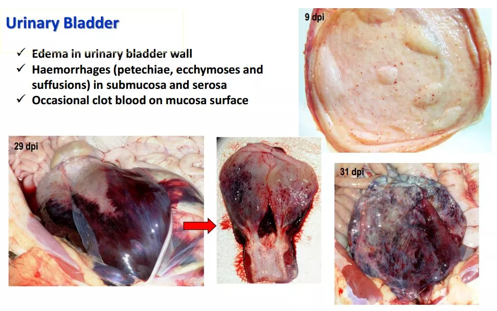 哈兽所仇华吉研究员—非洲猪瘟临床特征的高清图谱！（收藏学习）