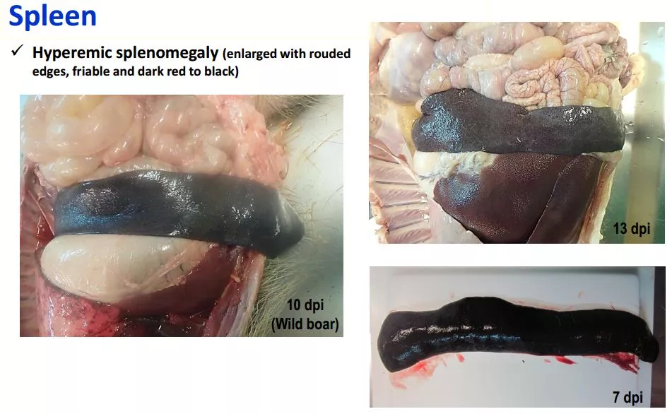 哈兽所仇华吉研究员—非洲猪瘟临床特征的高清图谱！（收藏学习）