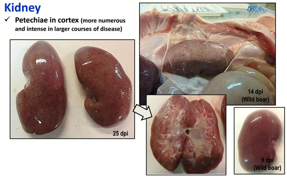 哈兽所仇华吉研究员—非洲猪瘟临床特征的高清图谱！（收藏学习）
