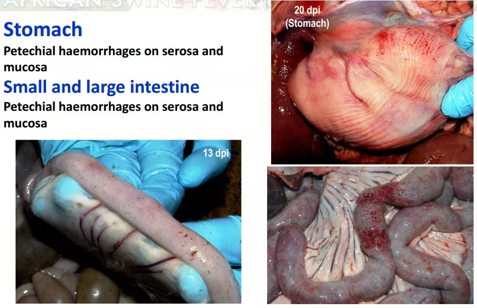 哈兽所仇华吉研究员—非洲猪瘟临床特征的高清图谱！（收藏学习）