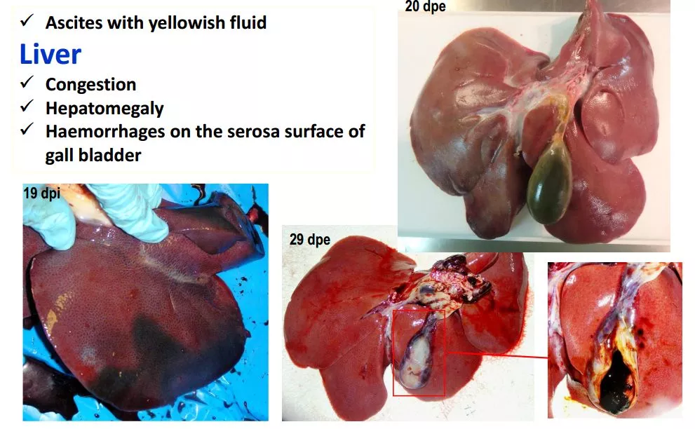 哈兽所仇华吉研究员—非洲猪瘟临床特征的高清图谱！（收藏学习）
