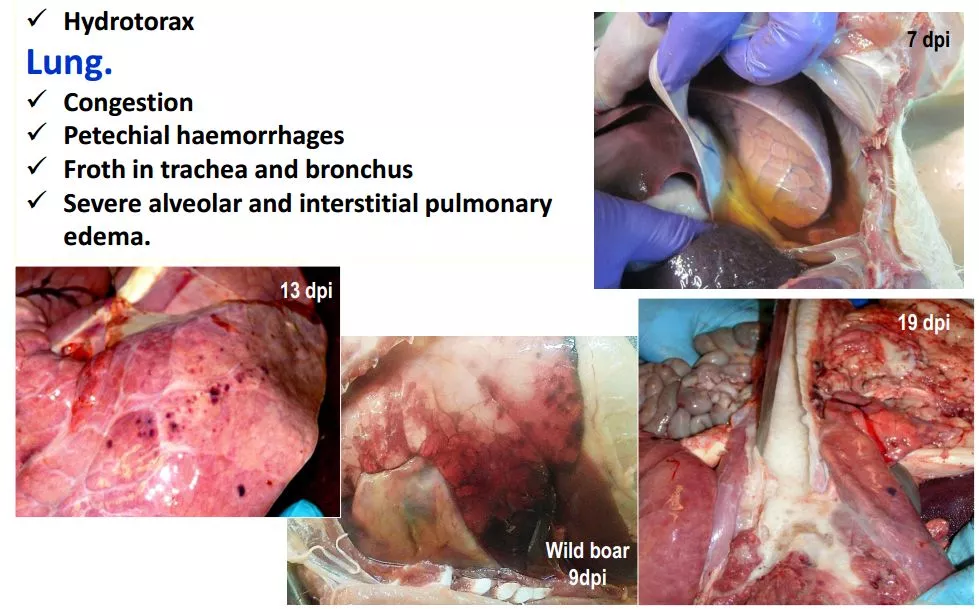 哈兽所仇华吉研究员—非洲猪瘟临床特征的高清图谱！（收藏学习）