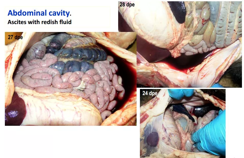 哈兽所仇华吉研究员—非洲猪瘟临床特征的高清图谱！（收藏学习）