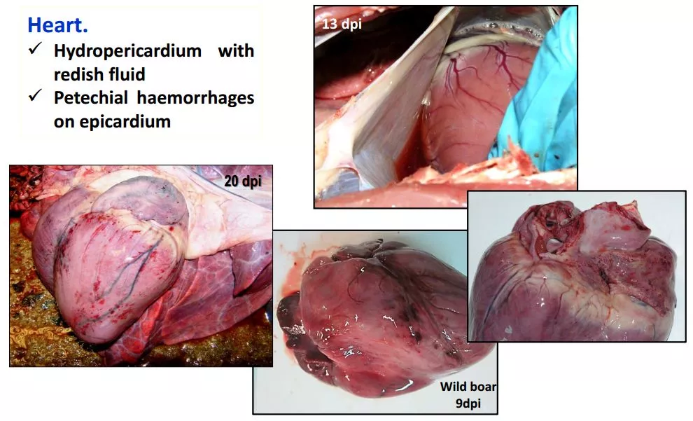 哈兽所仇华吉研究员—非洲猪瘟临床特征的高清图谱！（收藏学习）