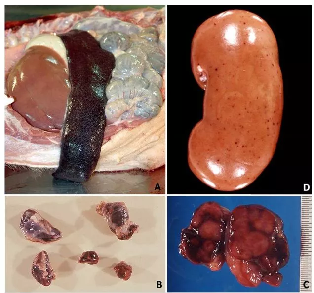 哈兽所仇华吉研究员—非洲猪瘟临床特征的高清图谱！（收藏学习）