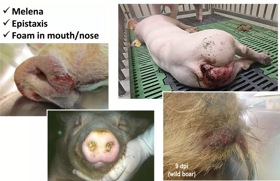 哈兽所仇华吉研究员—非洲猪瘟临床特征的高清图谱！（收藏学习）